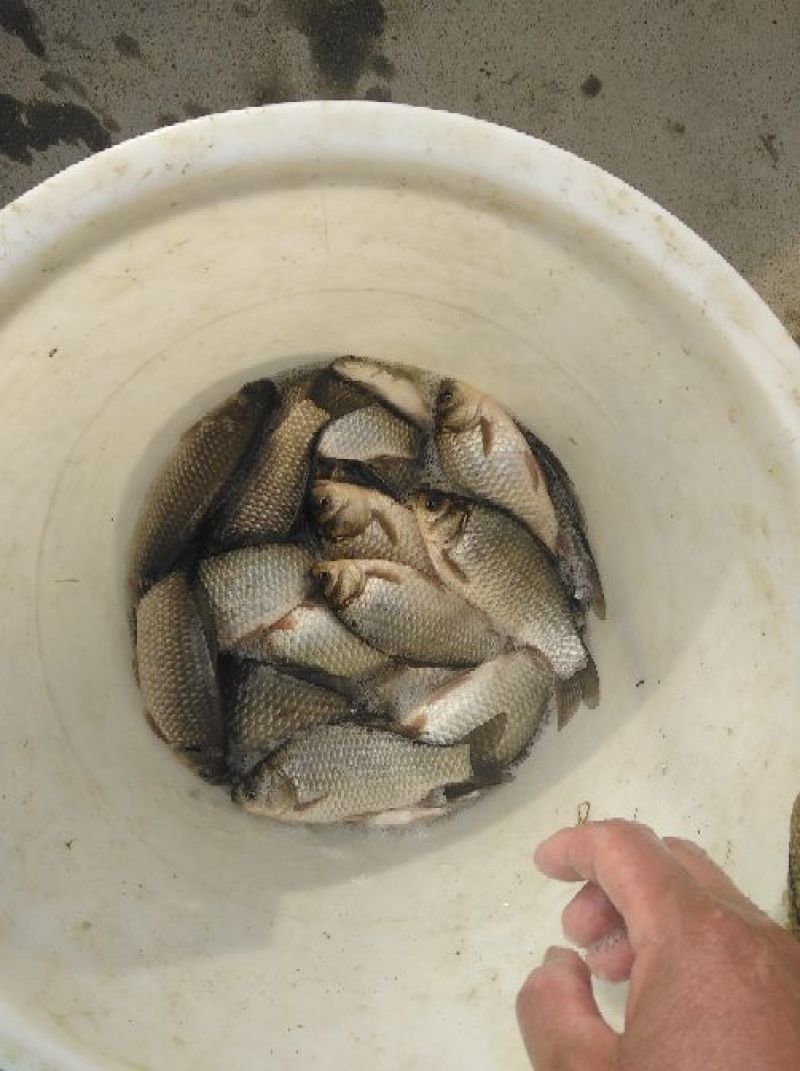 异育银鲫食用