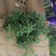 小叶桢楠50~80cm
