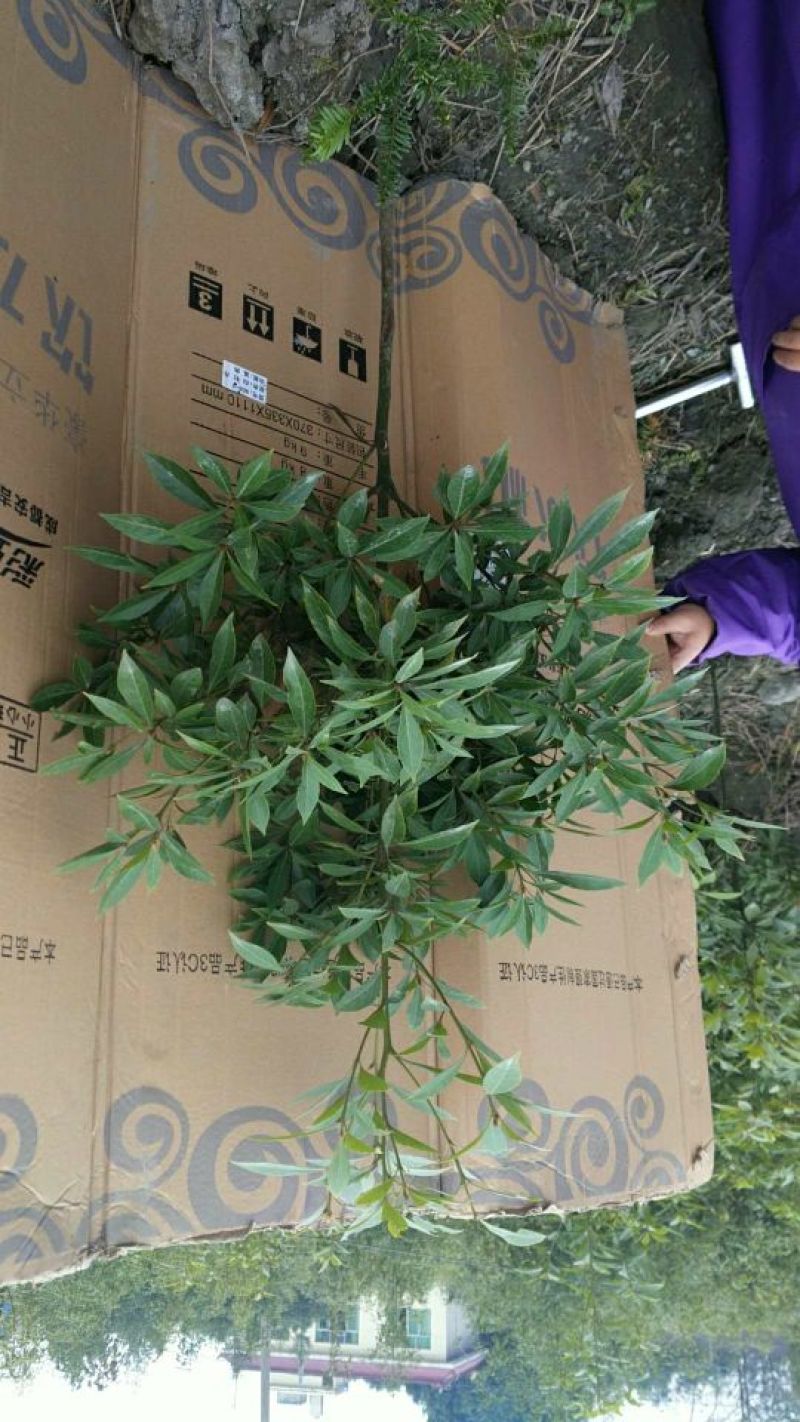 小叶桢楠50~80cm