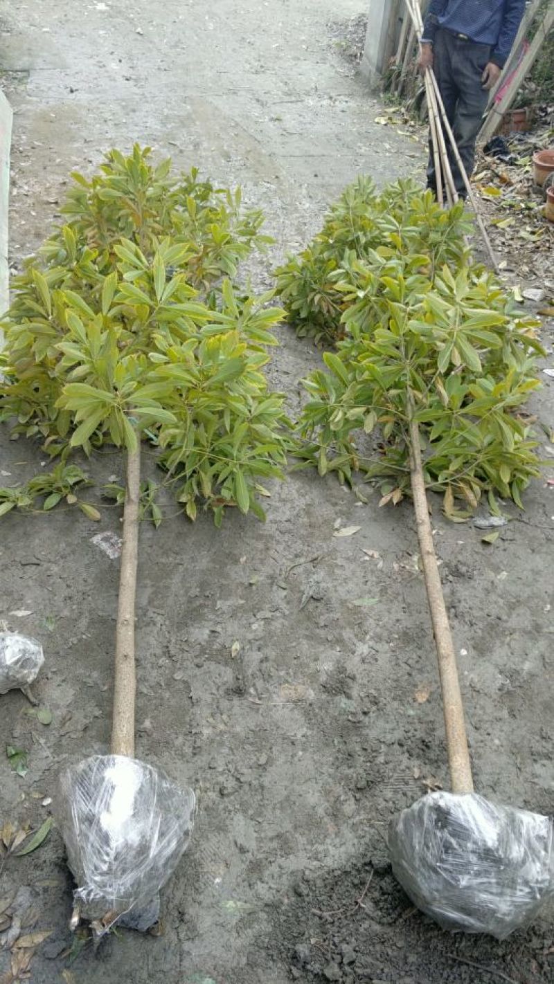 小叶桢楠50~80cm