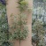 小叶桢楠50~80cm