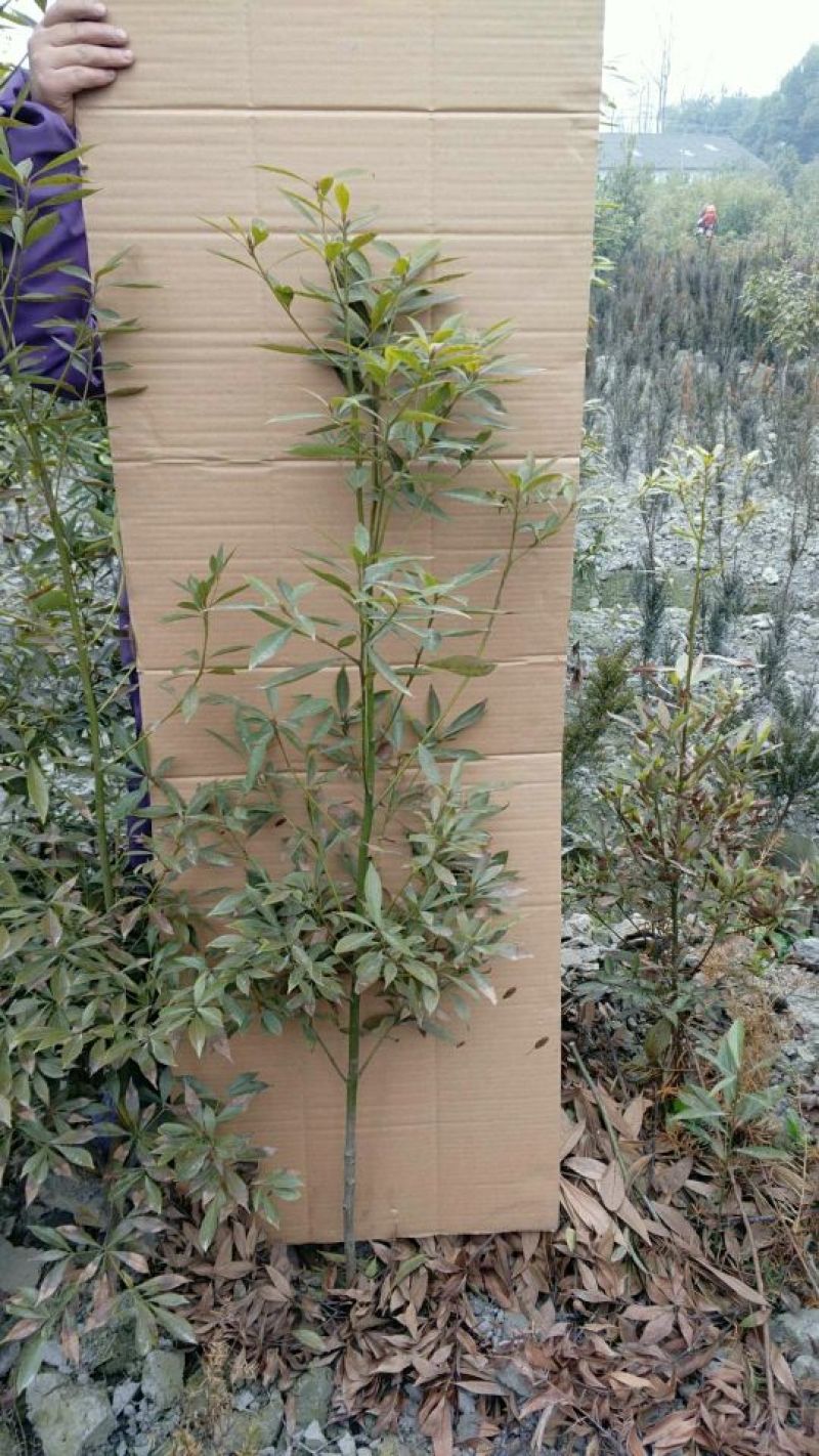 小叶桢楠50~80cm