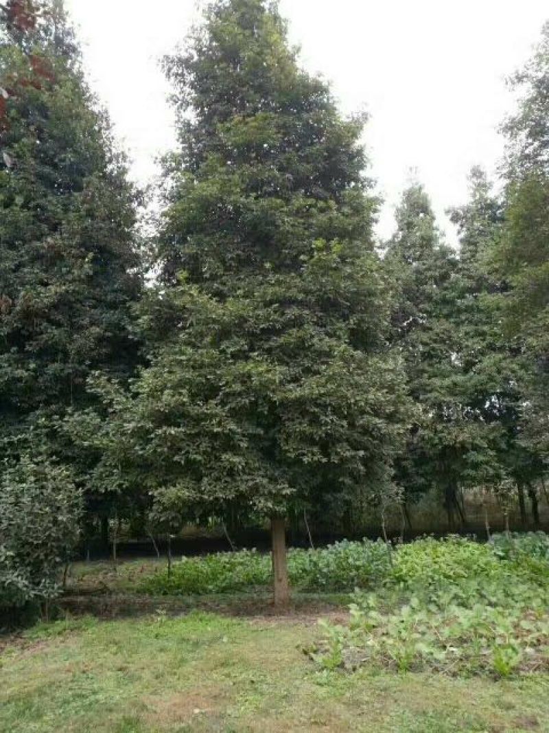 小叶桢楠50~80cm