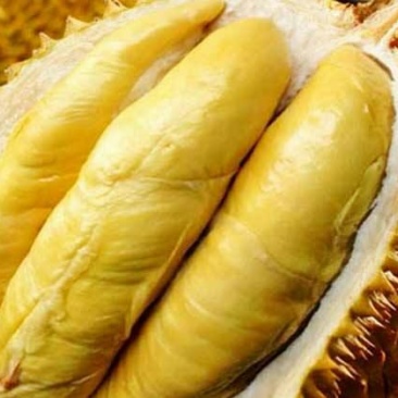 金枕头榴莲5~8斤