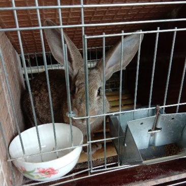 肉兔1~3斤种兔