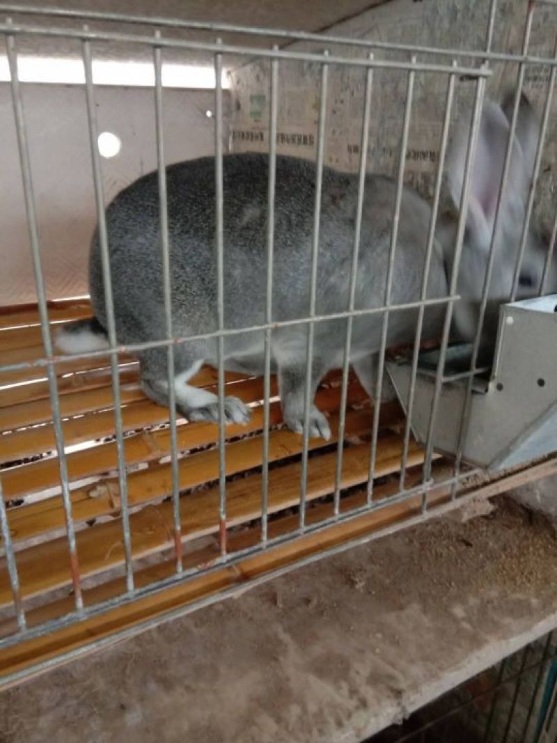 肉兔1~3斤种兔