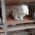 肉兔1~3斤种兔