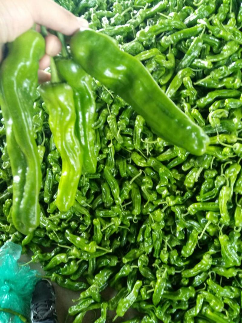 芜湖椒10~15厘米微辣产地直供质量保证！！！！