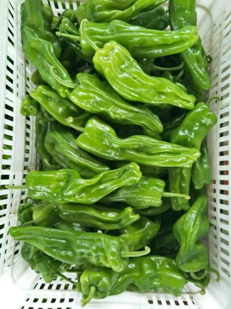 芜湖椒10~15厘米微辣产地直供质量保证！！！！