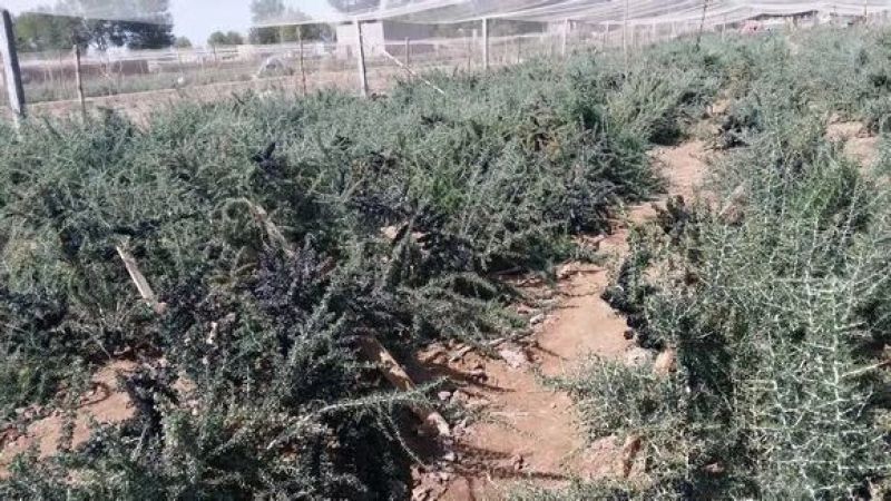 黑枸杞苗甘肃提供种植技术籽播苗包成活工程苗