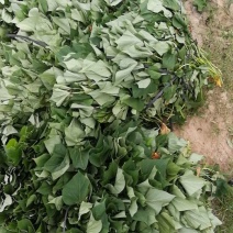 西瓜红红薯苗15~25cm