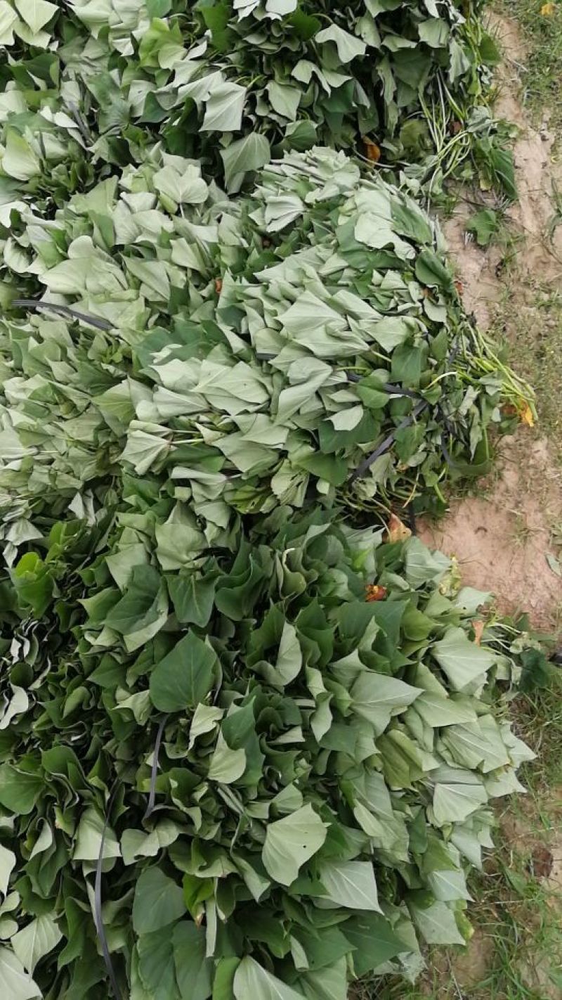 西瓜红红薯苗15~25cm