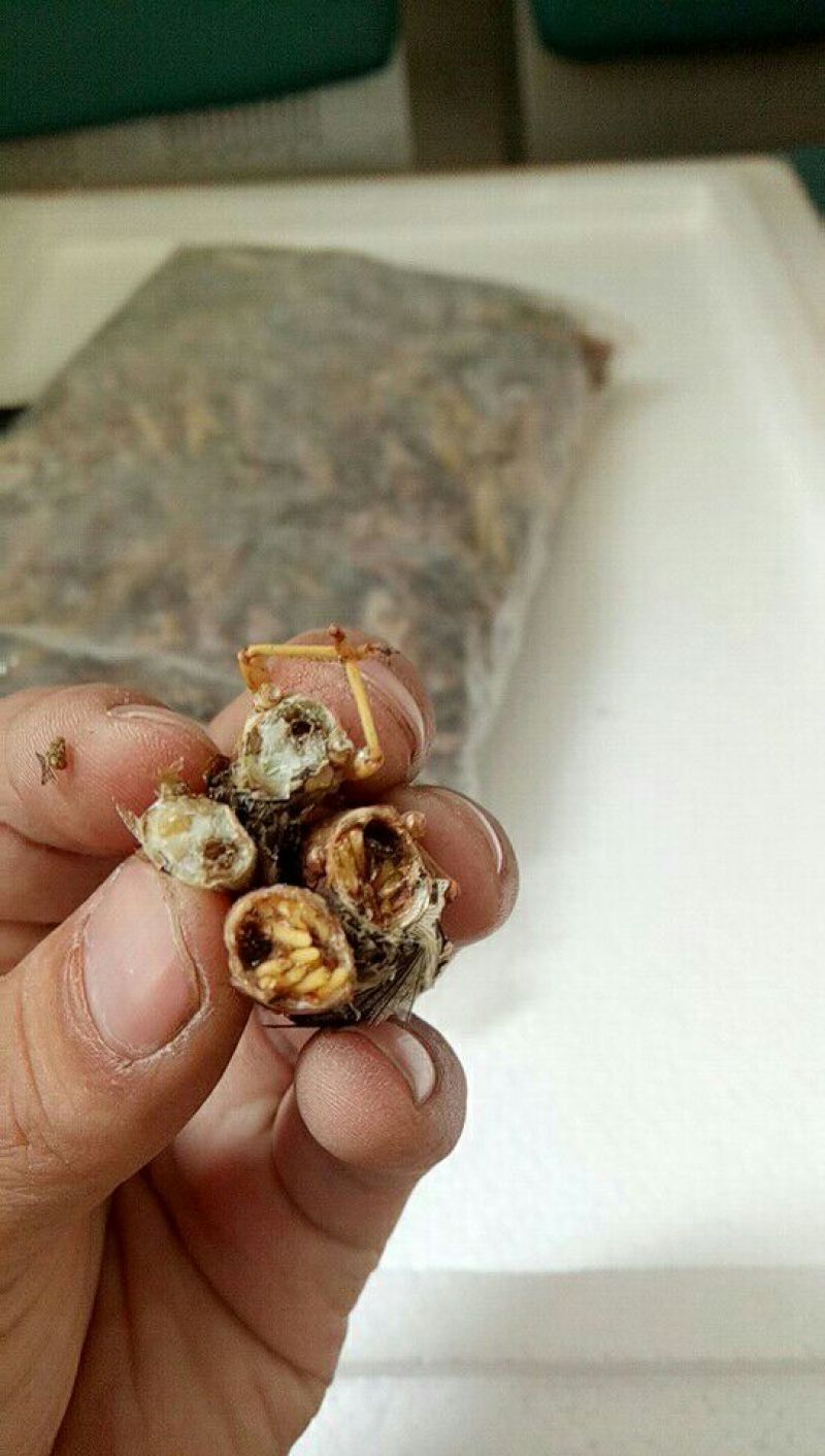 东亚飞蝗食用，带翅膀的蚂蚱，礼盒装，个大体肥