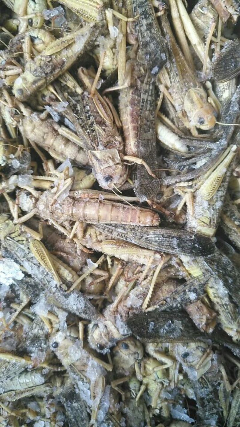 东亚飞蝗食用，带翅膀的蚂蚱，礼盒装，个大体肥