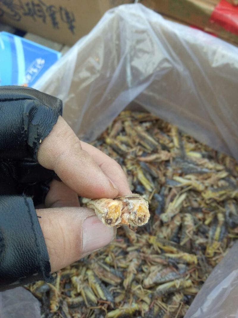 东亚飞蝗食用，带翅膀的蚂蚱，礼盒装，个大体肥