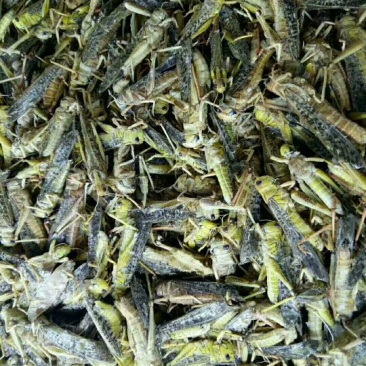 东亚飞蝗食用，带翅膀的蚂蚱，礼盒装，个大体肥