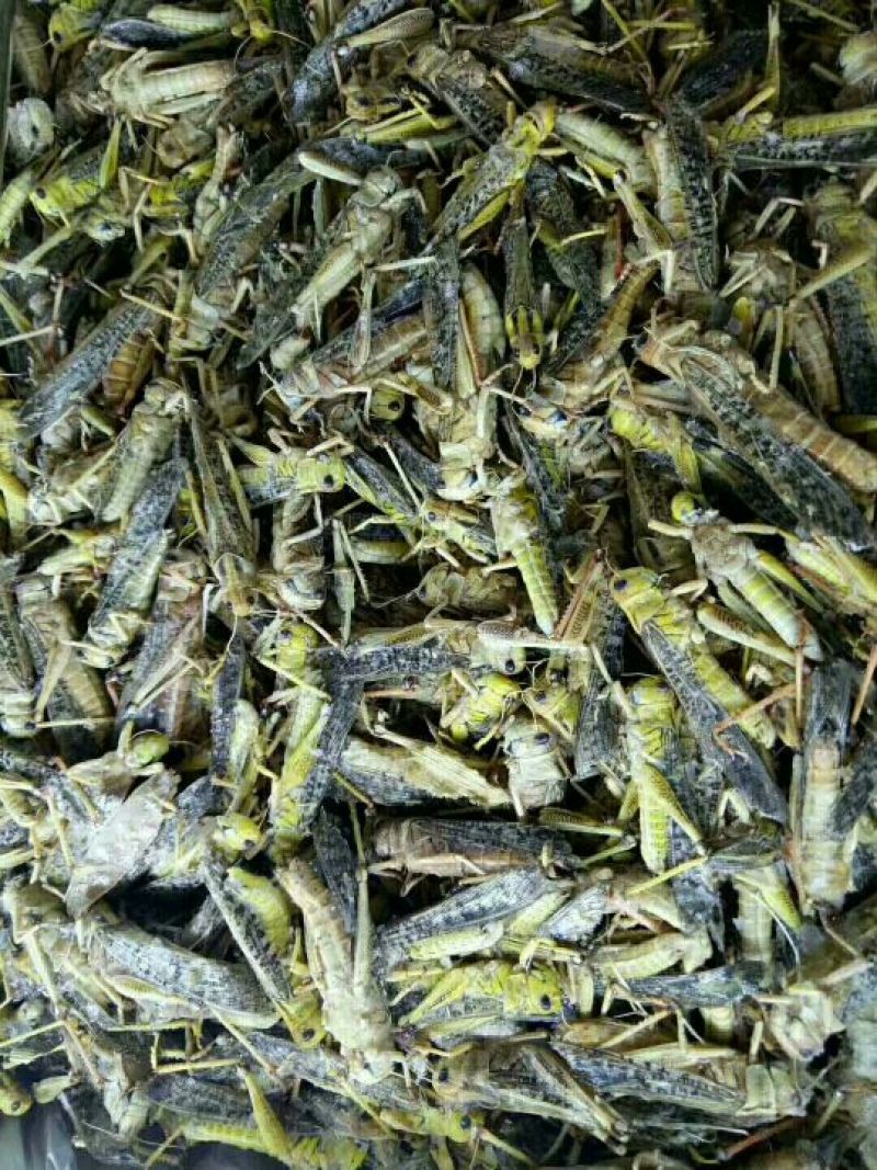 东亚飞蝗食用，带翅膀的蚂蚱，礼盒装，个大体肥