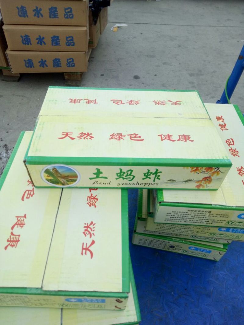 东亚飞蝗食用，带翅膀的蚂蚱，礼盒装，个大体肥