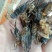 蟋蟀，油葫芦，单冻无冰，多种用途
