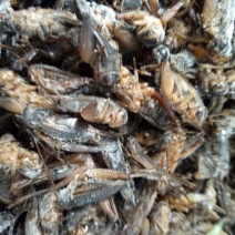 蟋蟀，油葫芦，单冻无冰，多种用途