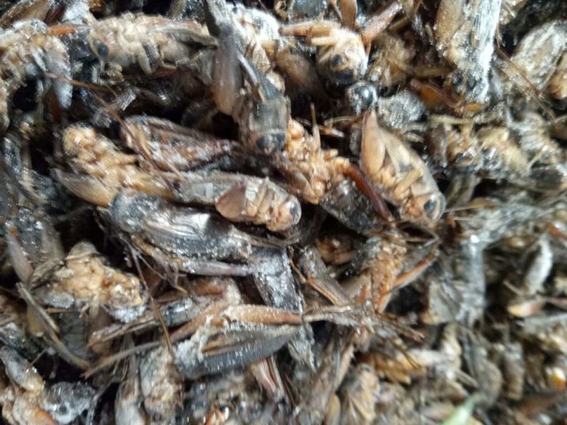 蟋蟀，油葫芦，单冻无冰，多种用途