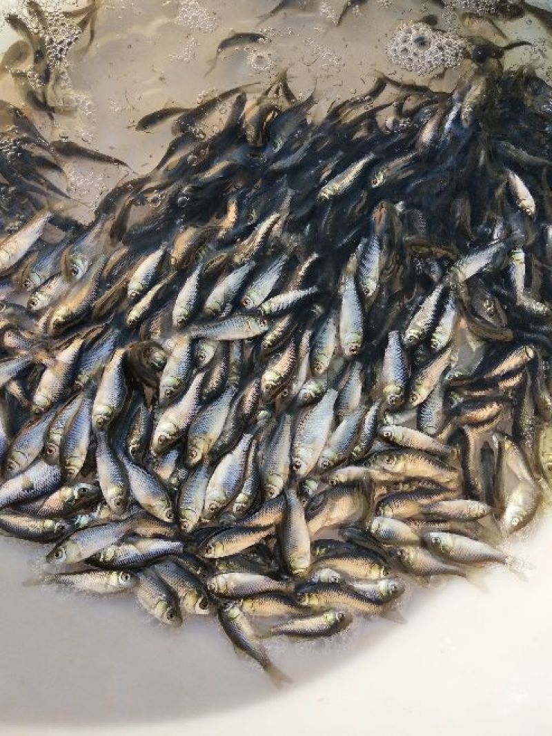 鲫鱼鱼苗