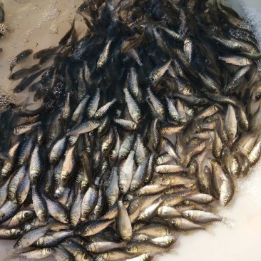 鲫鱼鱼苗