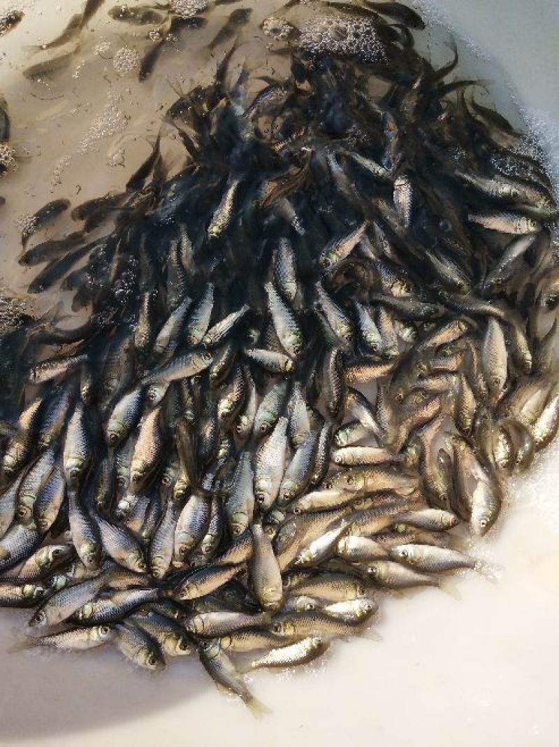 鲫鱼鱼苗