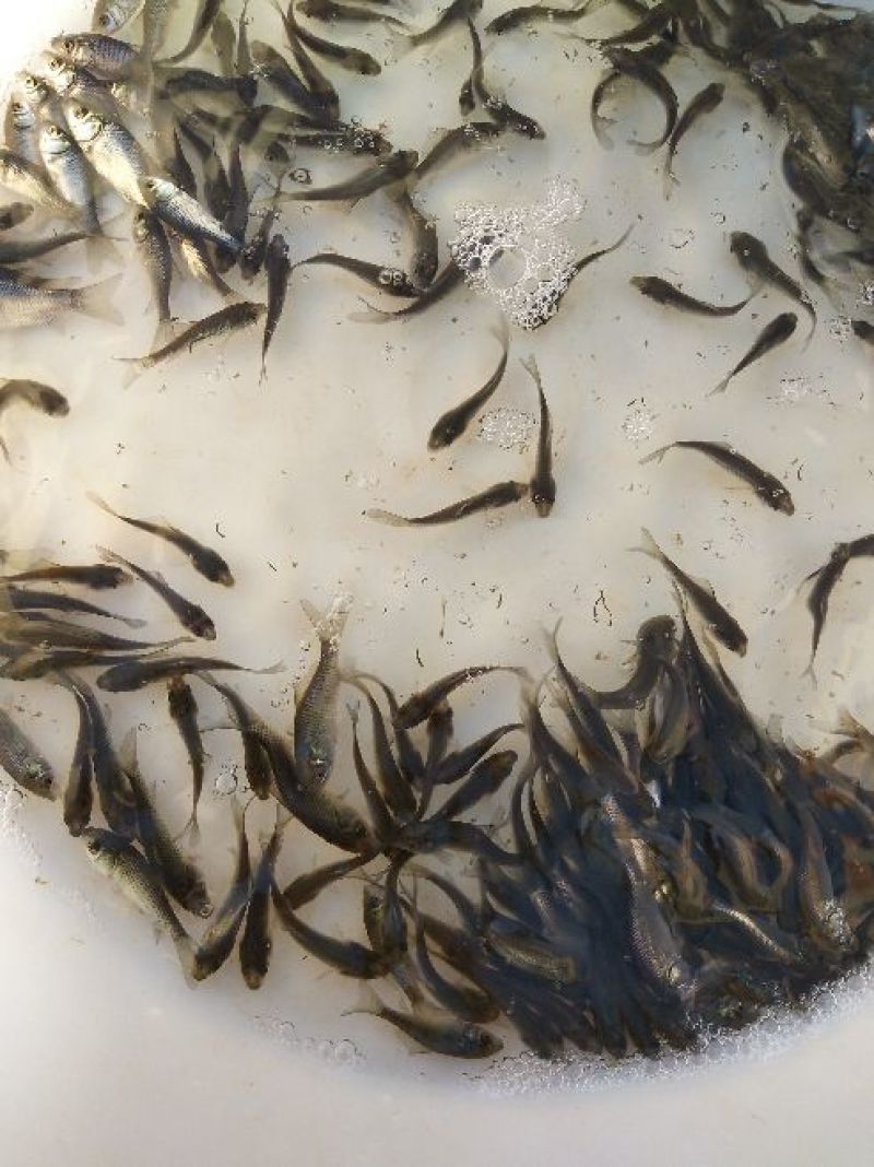 鲫鱼鱼苗