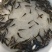 鲫鱼鱼苗