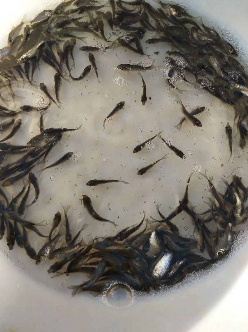 鲫鱼鱼苗