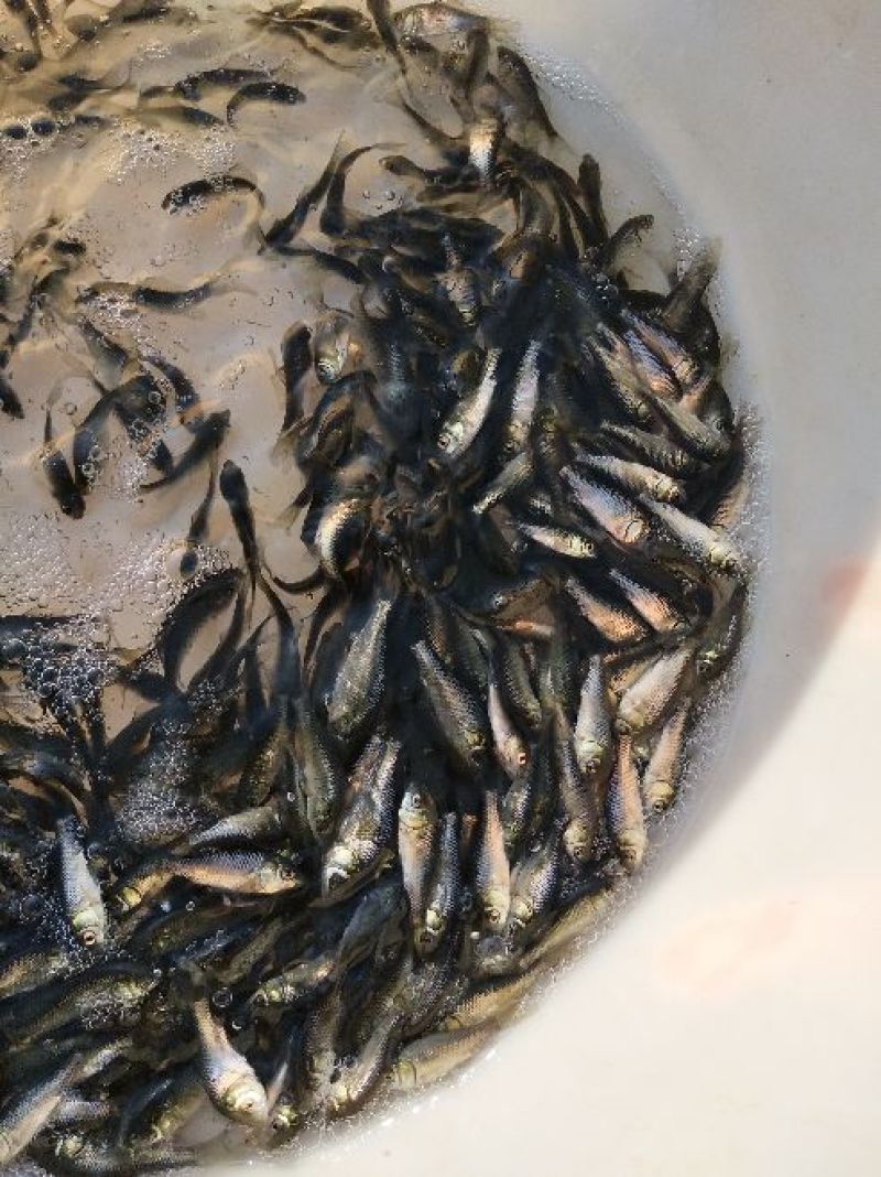 鲫鱼鱼苗
