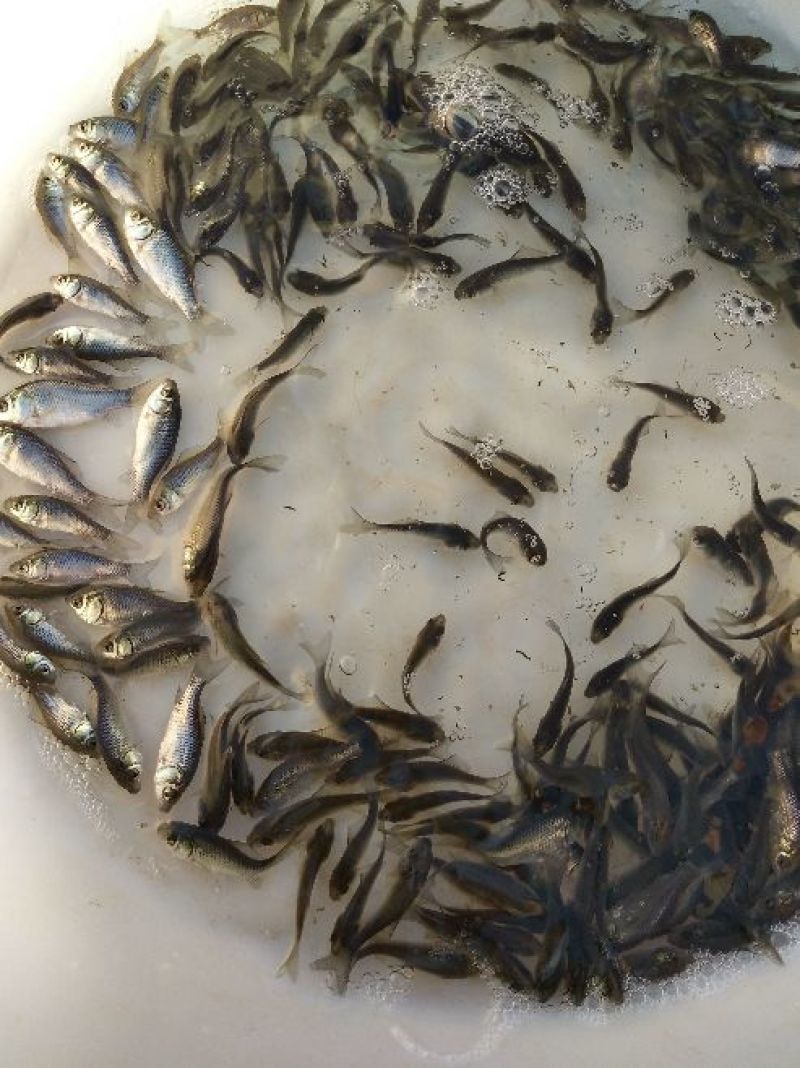 鲫鱼鱼苗