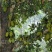 菠萝蜜15~20公斤