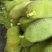 菠萝蜜15~20公斤