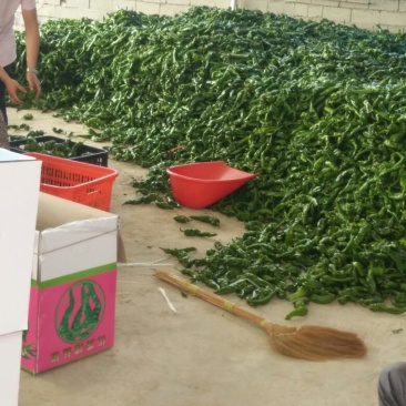螺丝椒15~20厘米中辣青