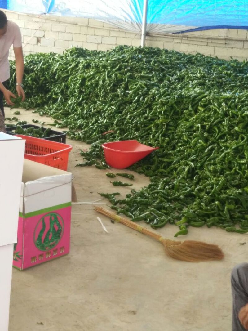 螺丝椒15~20厘米中辣青