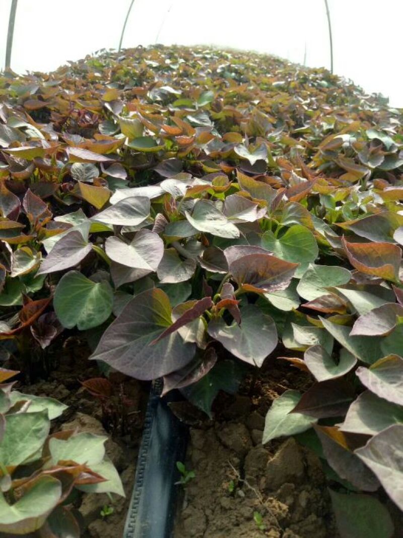 紫罗兰红薯苗15~25cm