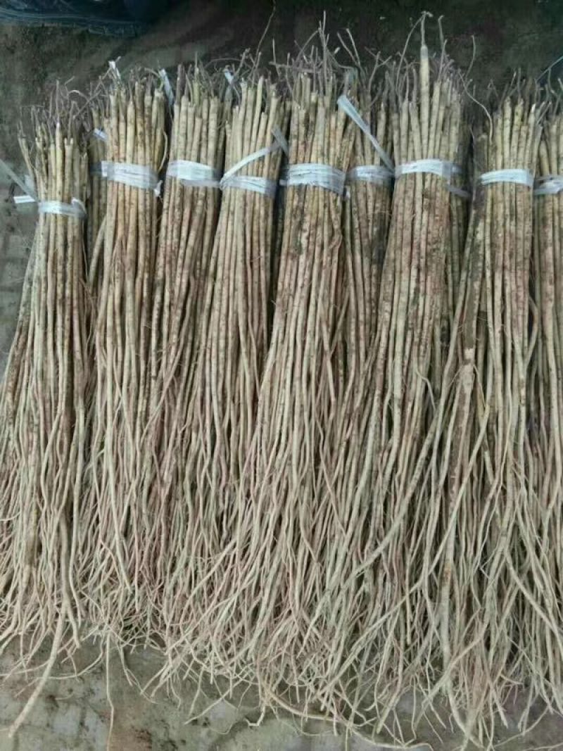 优质黄芪苗，产地直销，质量保证