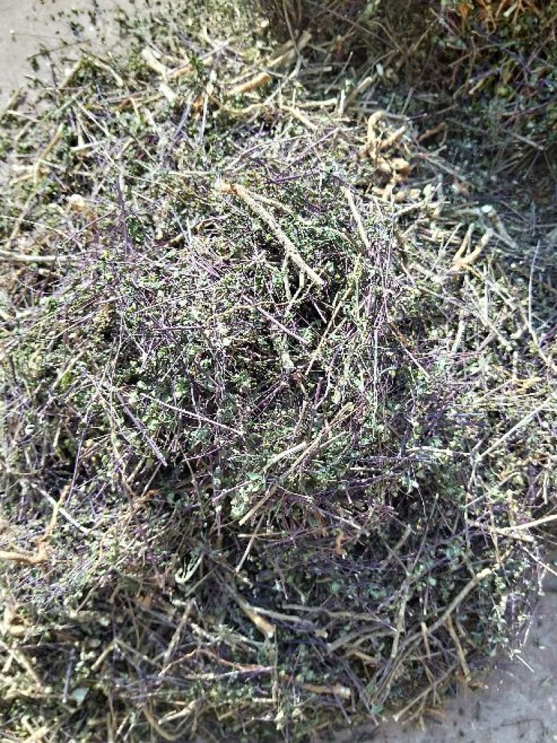 石椒草