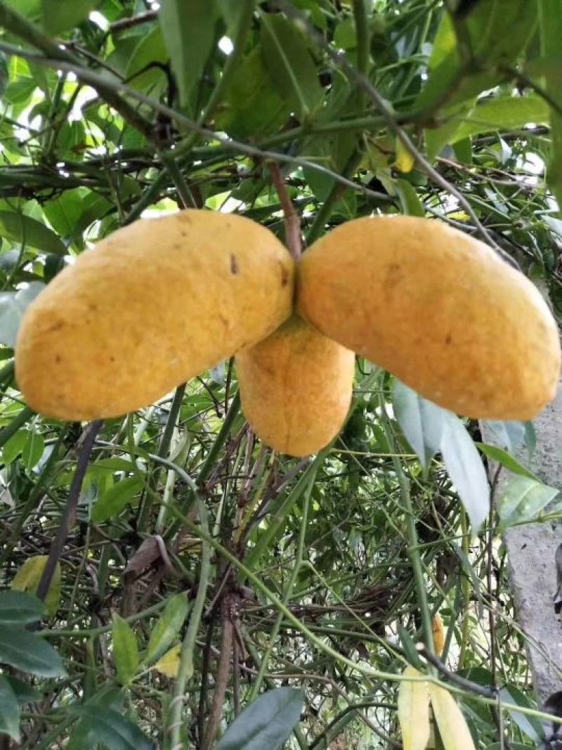 九月黄苗