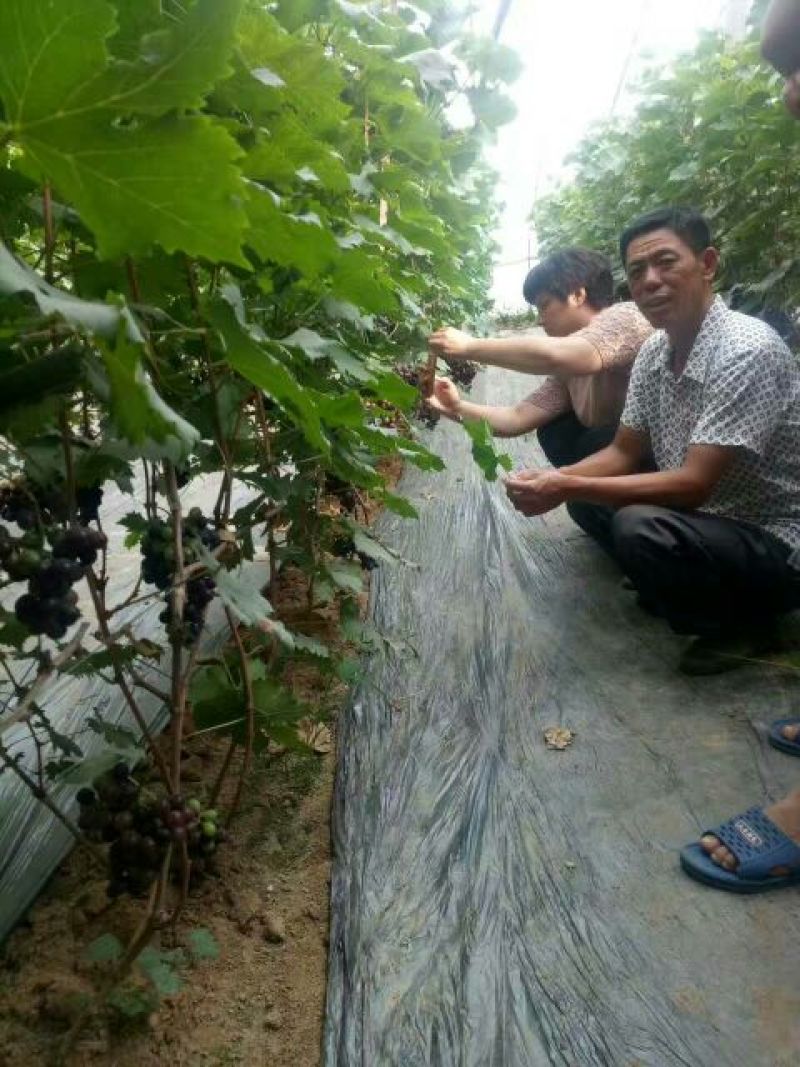 夏黑葡萄苗1年30~50cm成活率高