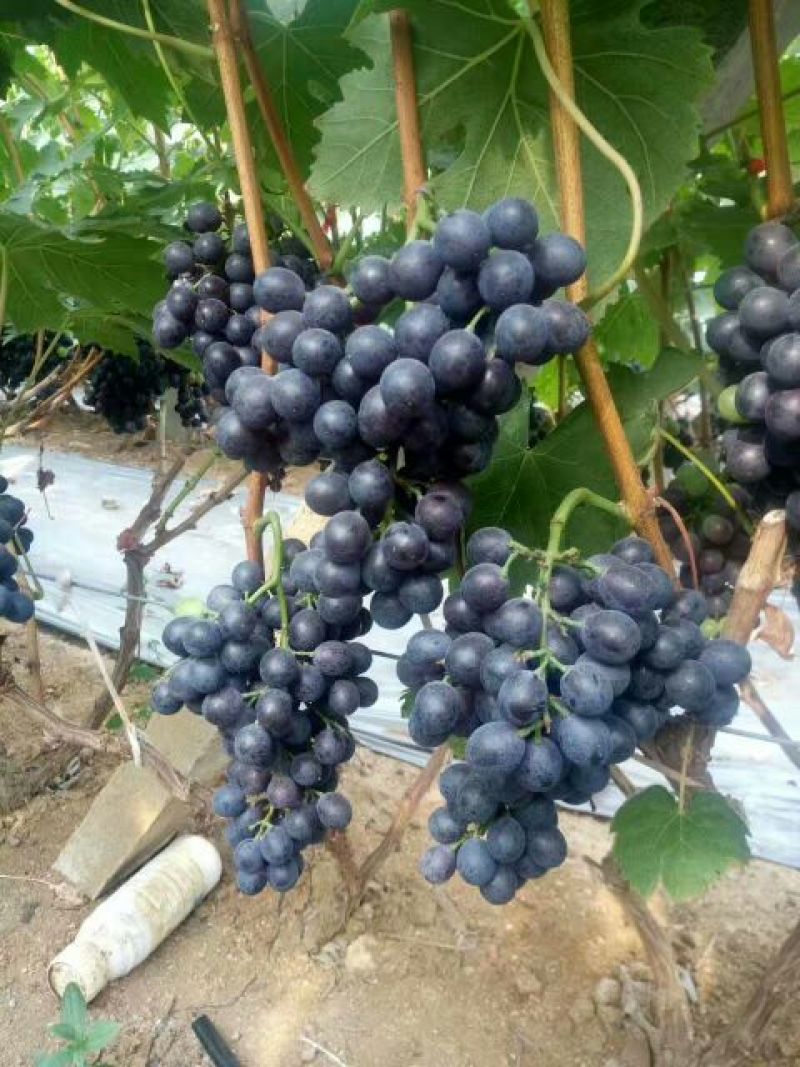 夏黑葡萄苗1年30~50cm成活率高