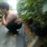 夏黑葡萄苗1年30~50cm成活率高