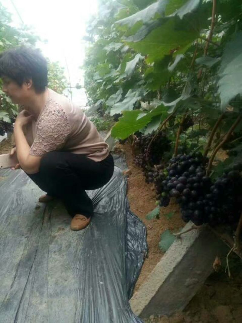 夏黑葡萄苗1年30~50cm成活率高