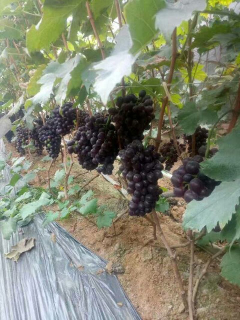夏黑葡萄苗1年30~50cm成活率高