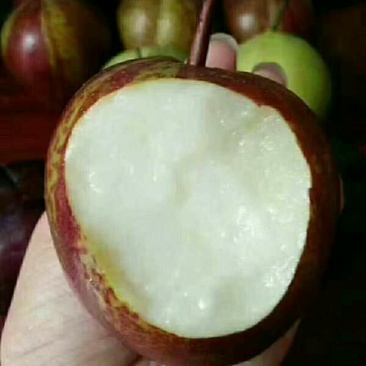 早酥红梨苗玉露香梨奥红一号梨树苗秋月梨苗等