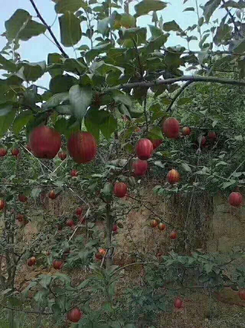 早酥红梨苗玉露香梨奥红一号梨树苗秋月梨苗等
