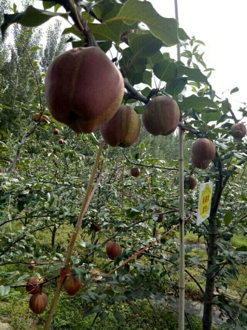早酥红梨苗玉露香梨奥红一号梨树苗秋月梨苗等