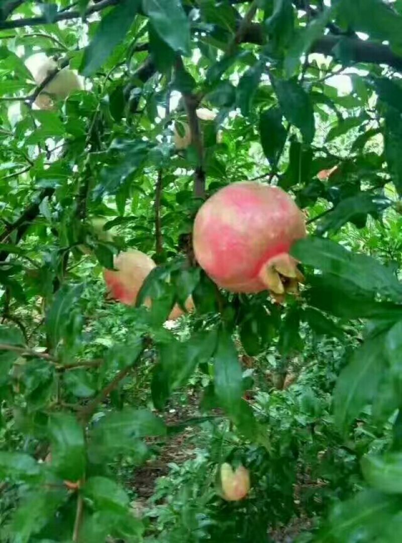 突尼斯软籽石榴树苗基地直销先挖